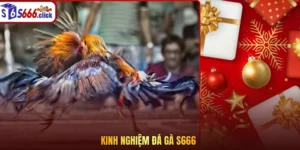 Kinh nghiệm đá gà S666