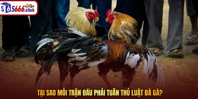Nội dung luật chặt chẽ giúp ban tổ chức thiết lập các quy tắc